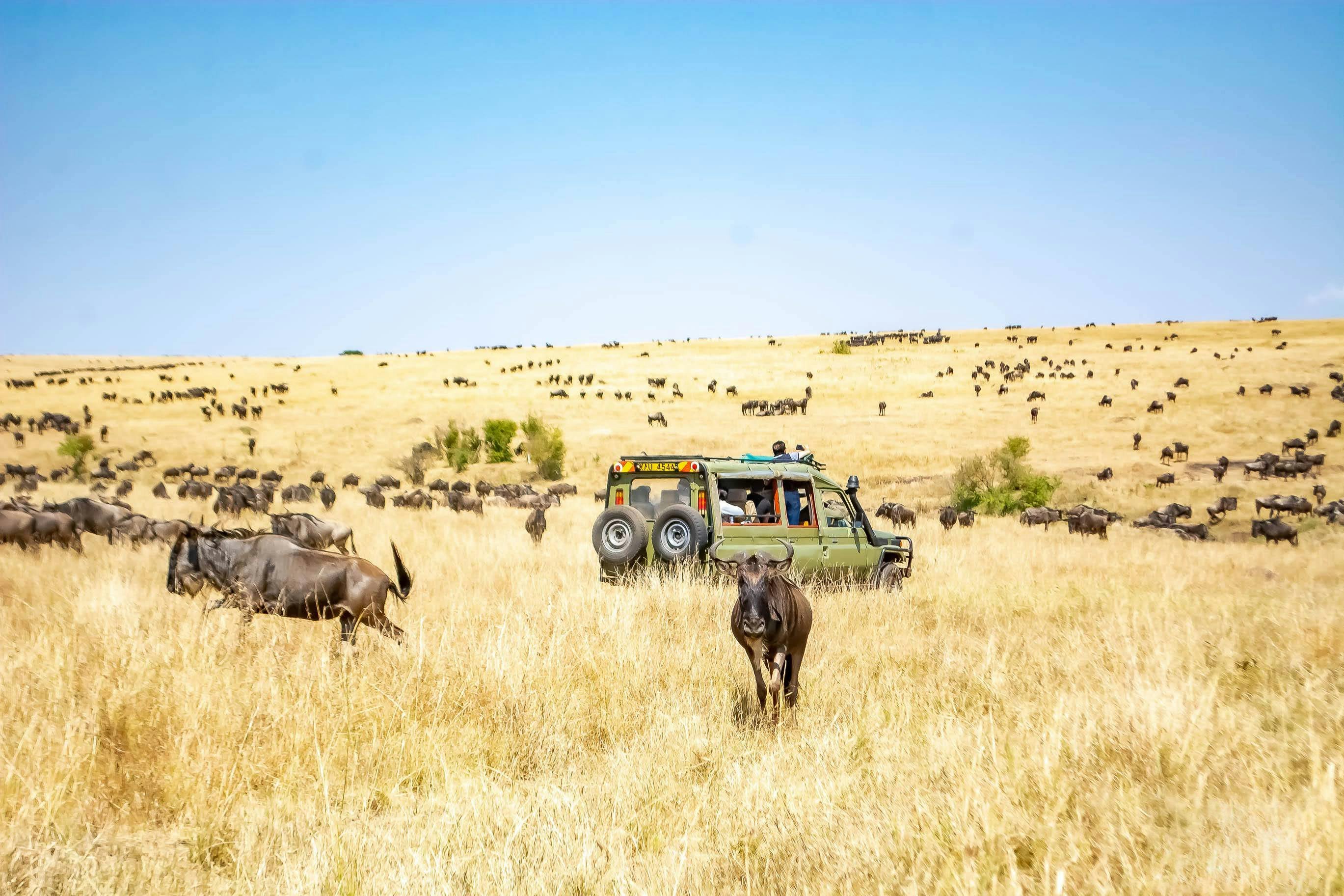 The Best Big Five Animals in Kenya You Should Always Visit - Africa Travel Blog