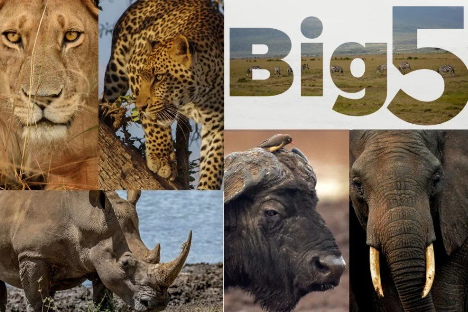 The Big Five of Africa: Lions, Leopards, Elephants, Rhinos & Buffalo – A Safari Must-See - Africa Travel Blog